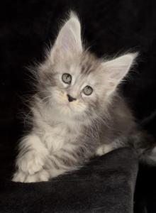 Breeder - Maine Coon Kitten For Sale - NY, US Breeder - Maine Coon Kitten For Sale - NY, US
