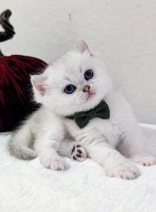 British Kittens - British Shorthair Kitten For Sale - Canyon Cntry, CA, US British Kittens - British Shorthair Kitten For Sale - Canyon Cntry, CA, US