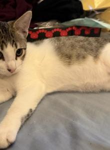 Zachery - American Shorthair Kitten For Sale - Long Beach, CA, US Zachery - American Shorthair Kitten For Sale - Long Beach, CA, US