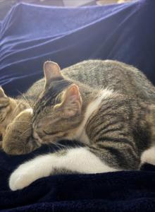 Chino and Tigress - Domestic Kitten For Adoption - TX&comma; US