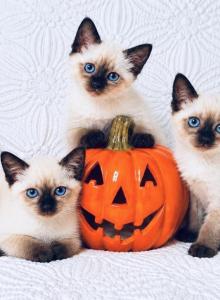 Siamese litter - Siamese Kitten For Sale - Terrell&comma; TX&comma; US