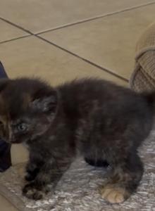 Tuxes' Litter - Domestic Kitten For Adoption - Palmdale&comma; CA&comma; US
