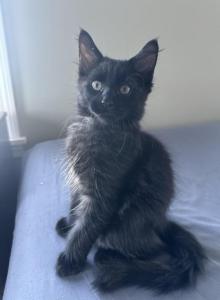Black male - Maine Coon Kitten For Sale - Waterford&comma; ME&comma; US