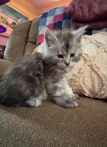 Copper - Maine Coon Kitten For Sale - Bechtelsville&comma; PA&comma; US