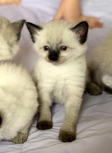 Blue eyed ragdoll balinese mix kittens - Ragdoll Kitten For Sale - Gilbert, AZ, US Blue eyed ragdoll balinese mix kittens - Ragdoll Kitten For Sale - Gilbert, AZ, US