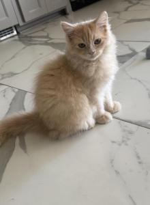 RagdollCherubim - Ragdoll Kitten For Sale - Oklahoma City&comma; OK&comma; US
