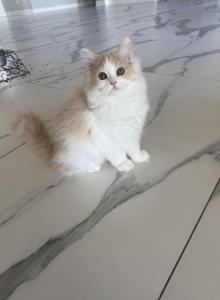 RagdollCherubim - Ragdoll Kitten For Sale - Oklahoma City, OK, US RagdollCherubim - Ragdoll Kitten For Sale - Oklahoma City, OK, US