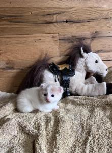 Adessa - Domestic Kitten For Adoption - Reinholds&comma; PA&comma; US