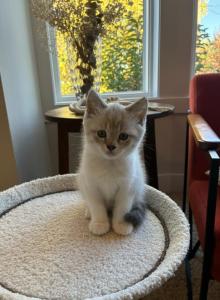 Simo Scott - Scottish Straight Kitten For Sale - Kennydale&comma; WA&comma; US
