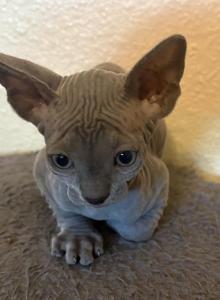 Luna's Litter - Sphynx Kitten For Sale - Glendale&comma; AZ&comma; US