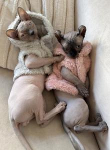 Moana - Sphynx Kitten For Sale - Los Angeles&comma; CA&comma; US