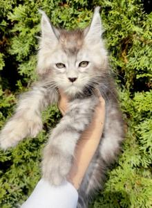 High smoke poly  Baron - Maine Coon Kitten For Sale - Huntley&comma; IL&comma; US