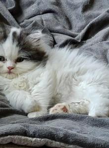 Little Puff - Scottish Straight Kitten For Sale - NH&comma; US