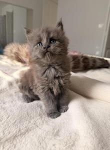 Adorable Blue Smoke Princess - Maine Coon Kitten For Sale - Tannersville&comma; PA&comma; US
