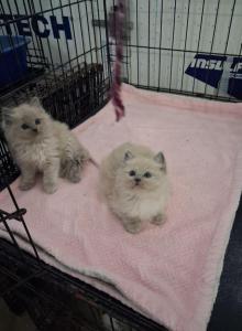 Ragdoll Kittens - Ragdoll Kitten For Sale - Delano&comma; CA&comma; US