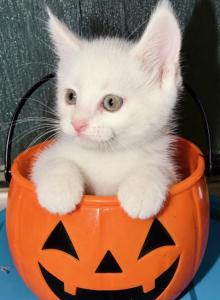 Pip squeak for Halloween - Maine Coon Kitten For Sale - Minden&comma; NV&comma; US