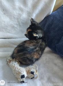 Mimi - Domestic Kitten For Adoption - Lake Stevens&comma; WA&comma; US