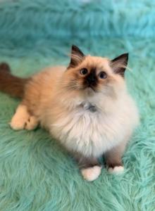Male Ragdoll - Ragdoll Kitten For Sale - Boston&comma; MA&comma; US