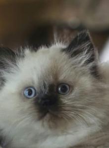 Himalayan - Himalayan Kitten For Sale - Cleveland&comma; TN&comma; US