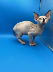 Butter cup - Sphynx Kitten For Sale - Yakima&comma; WA&comma; US