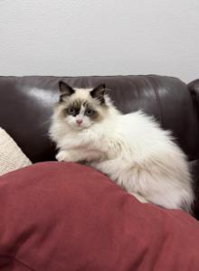 Fluffy handsome boy Ragdoll Male - Ragdoll Kitten For Adoption - Auburn&comma; WA&comma; US
