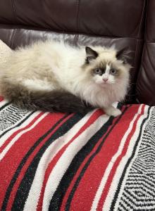 Fluffy handsome boy Ragdoll Male - Ragdoll Kitten For Adoption - Auburn, WA, US Fluffy handsome boy Ragdoll Male - Ragdoll Kitten For Adoption - Auburn, WA, US