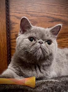 CFA Exotic Shorthair Lilac Male - Exotic Kitten For Sale - TX&comma; US