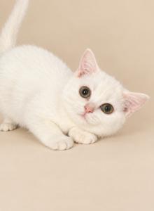 Cindy - Scottish Straight Kitten For Sale - Wellesley&comma; MA&comma; US