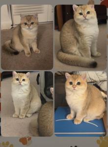 Gasber - Scottish Straight Kitten For Sale - Burlington&comma; MA&comma; US