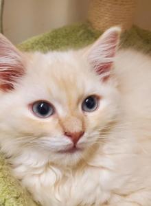 Greyson - Ragdoll Kitten For Sale - Coudersport&comma; PA&comma; US