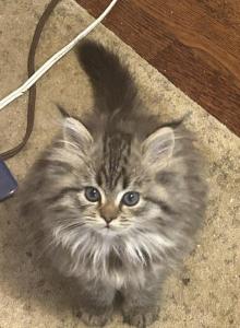 Athena - Persian Kitten For Sale - Greensboro&comma; NC&comma; US