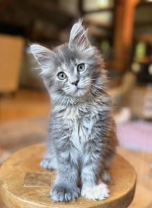 Blue Tortie - Maine Coon Kitten For Sale - OH&comma; US