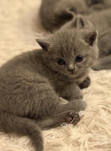 Males and females - British Shorthair Kitten For Adoption - MA&comma; US