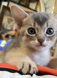 Sweet blue girl - Abyssinian Kitten For Sale - Spring Hill&comma; FL&comma; US