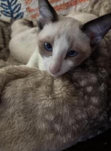 Evas Beautiful Snowshoe Siamese kittens - Siamese Kitten For Sale - Moneta, VA, US Evas Beautiful Snowshoe Siamese kittens - Siamese Kitten For Sale - Moneta, VA, US