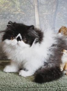 Show Quality Black and White Bi Color - Persian Kitten For Sale - CA&comma; US