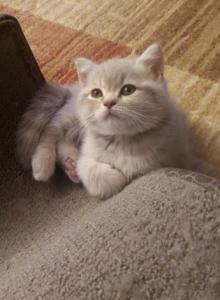 Anfisa - Scottish Straight Kitten For Adoption - Lincoln, RI, US Anfisa - Scottish Straight Kitten For Adoption - Lincoln, RI, US