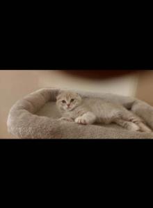 Ella - Scottish Fold Kitten For Adoption - Lincoln&comma; RI&comma; US