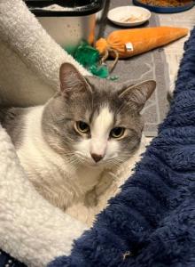 Finnegan - Domestic Cat For Adoption - El Paso, TX, US Finnegan - Domestic Cat For Adoption - El Paso, TX, US