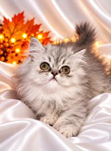 MISTY - Persian Kitten For Sale - Sand Lake, FL, US MISTY - Persian Kitten For Sale - Sand Lake, FL, US