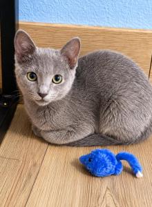 Boy - Russian Blue Kitten For Sale - Hastings, FL, US Boy - Russian Blue Kitten For Sale - Hastings, FL, US