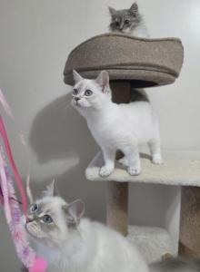Siberian British shorthair - British Shorthair Kitten For Sale - Westfield, MA, US Siberian British shorthair - British Shorthair Kitten For Sale - Westfield, MA, US