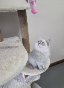 Siberian British shorthair - British Shorthair Kitten For Sale - Westfield, MA, US Siberian British shorthair - British Shorthair Kitten For Sale - Westfield, MA, US