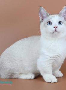 Hugo - Munchkin Kitten For Sale - Pembroke Pines, FL, US Hugo - Munchkin Kitten For Sale - Pembroke Pines, FL, US