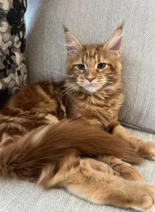 Creamsicle Litter - Maine Coon Kitten For Sale - Palmer, MA, US Creamsicle Litter - Maine Coon Kitten For Sale - Palmer, MA, US