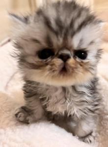 Tortoiseshell - Persian Kitten For Sale - Stilwell&comma; OK&comma; US