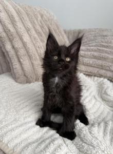 Jacky - Maine Coon Kitten For Sale - Wrightstown, NJ, US Jacky - Maine Coon Kitten For Sale - Wrightstown, NJ, US