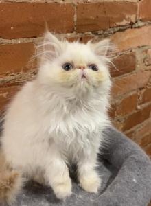 Rare flame point Himalayan Persian female - Himalayan Kitten For Sale - Philadelphia, PA, US Rare flame point Himalayan Persian female - Himalayan Kitten For Sale - Philadelphia, PA, US