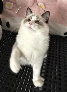 Luka - Ragdoll Kitten For Sale - Douglaston, NY, US Luka - Ragdoll Kitten For Sale - Douglaston, NY, US