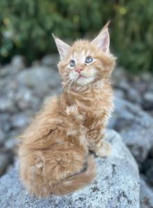 3 Maine coon males TICA registered - Maine Coon Kitten For Sale - Fenton, MI, US 3 Maine coon males TICA registered - Maine Coon Kitten For Sale - Fenton, MI, US